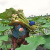 Markets & Farms of the Tha-Jeen