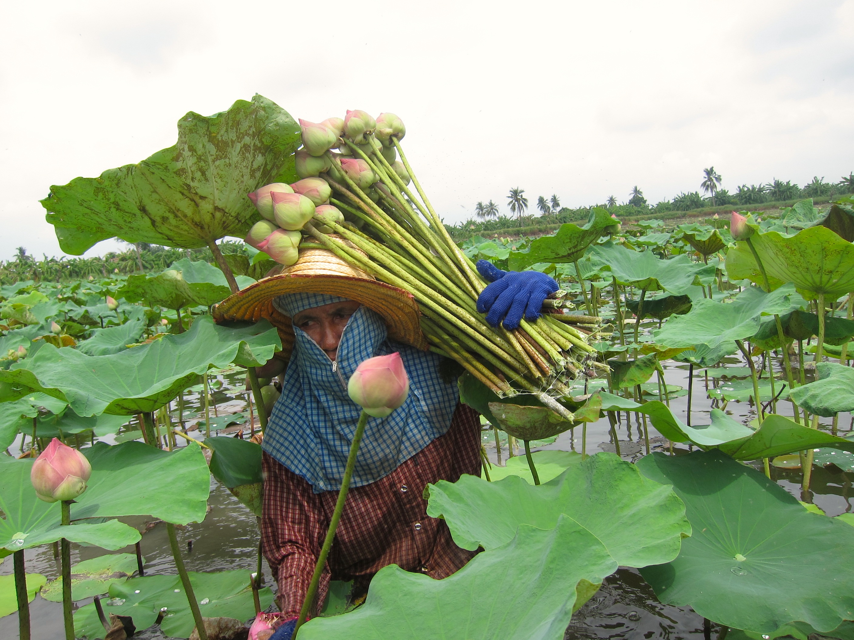 Markets & Farms of the Tha-Jeen